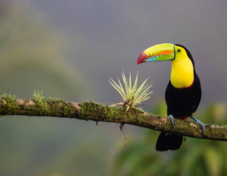 Naturaleza costa rica